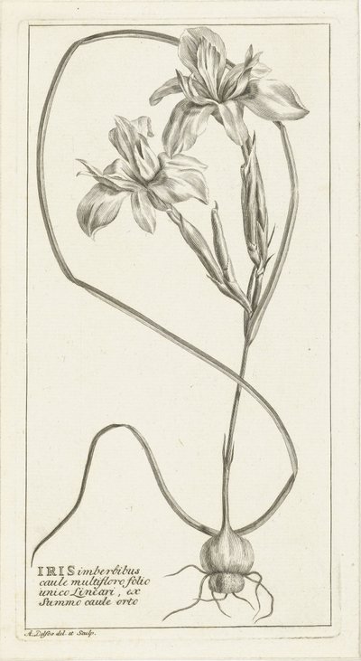 Iris av Abraham Delfos