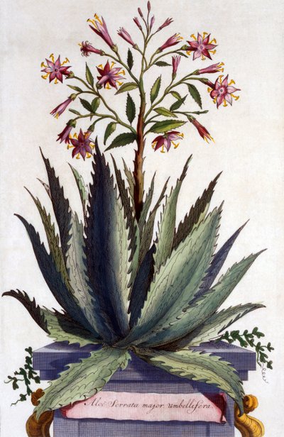 Aloe Serrata major umbellifera, från 