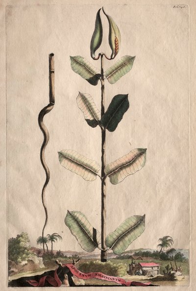 Nyfiken Phytographia: Apocynum Virginianum av Abraham Munting
