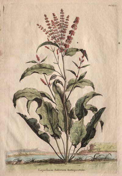 Nyfiken fytografi: Lapathum Sativum of the Ancients av Abraham Munting
