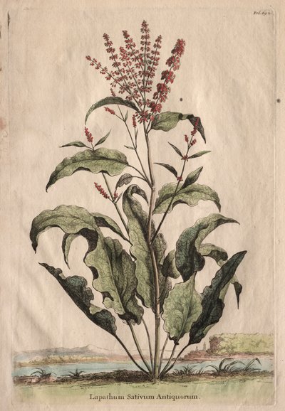 Nyfiken Phytographia: Lapathum Identificationum Antiquorum. av Abraham Munting