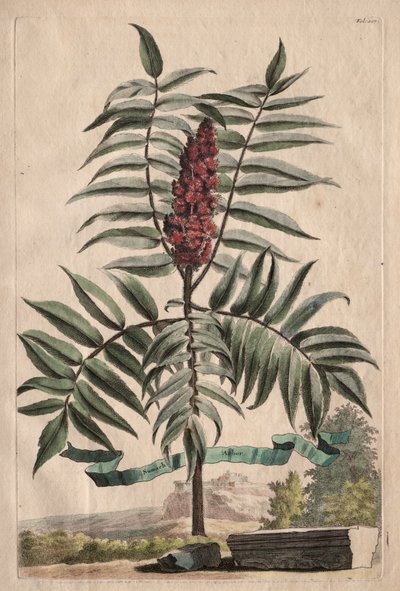 Phytographia Curiosa: Sumach Arbor av Abraham Munting