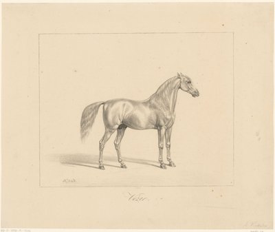 Arabisk hingst Vézir (titel på objekt) av Abraham Vinkeles