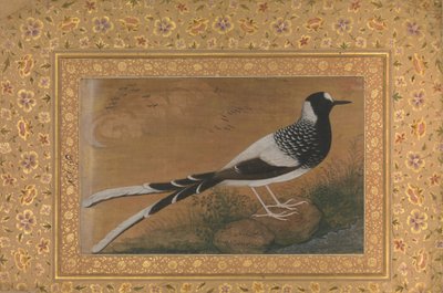 Spotted Forktail, Folio från Shah Jahan Album, recto: ca. 1610-15, verso ca. 1540. av Abu al Hasan