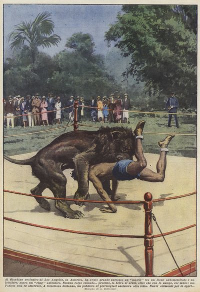 Var en lejonmatch på Los Angeles Zoo i Amerika en stor framgång? av Achille Beltrame