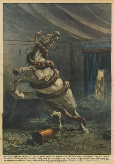 I en ryttarcirkus som väntade i Liège rymde två stora pytonslangar från sin box efter showen av Achille Beltrame