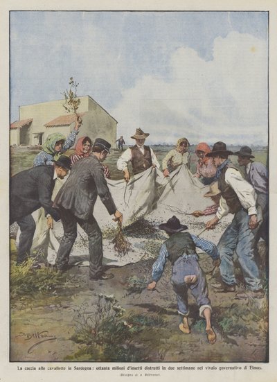 Gräshoppajakt på Sardinien, åttio miljoner insekter förstörda på två veckor i? av Achille Beltrame