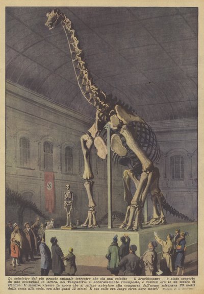 Skelettet av det största landdjuret som någonsin levt, brachiosaurus? av Achille Beltrame