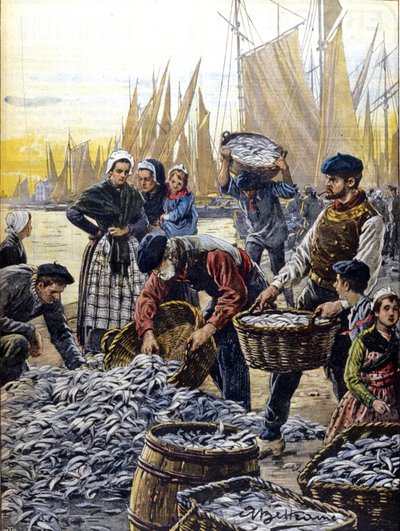 Sardinfiske i Bretagne 1903 illustration av Achille Beltrame av Achille Beltrame