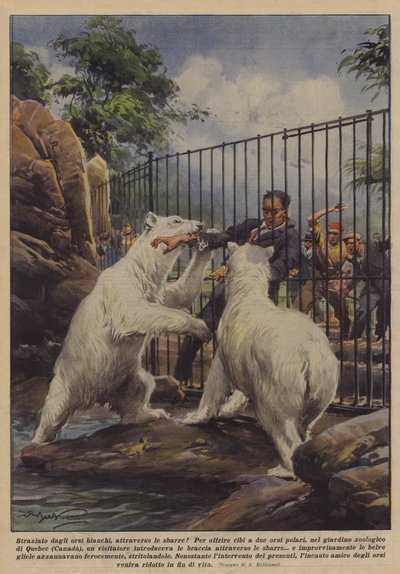 Sliten av isbjörnar, genom gallerna! av Achille Beltrame