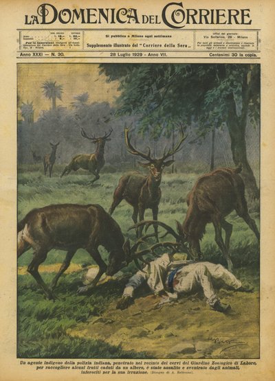 En inhemsk agent från den indiska polisen, bröt sig in i hjorthägnet i Zoological Garden? av Achille Beltrame