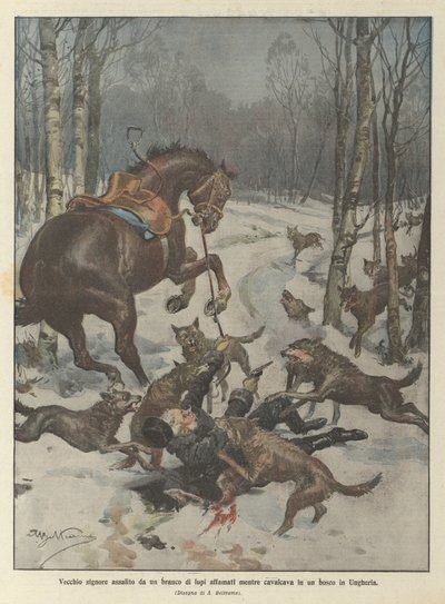 Gammal herre attackerad av en flock hungriga vargar när han red i en skog i Ungern av Achille Beltrame