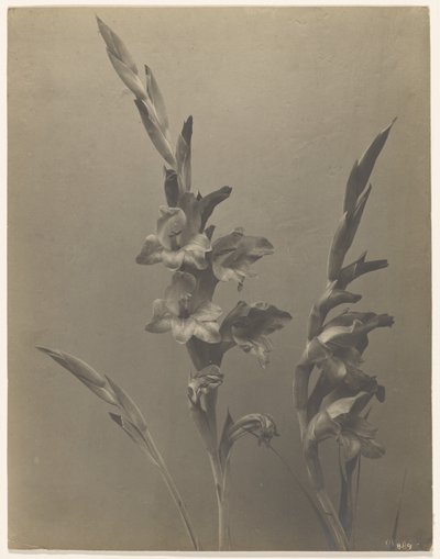 [Gladiolus] av Achille Quinet