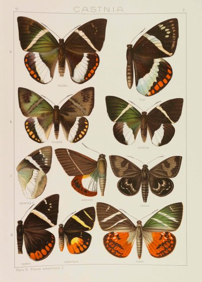 Jordens stora fjärilar The Macrolepidoptera of the World, 1909. av Adalbert Seitz