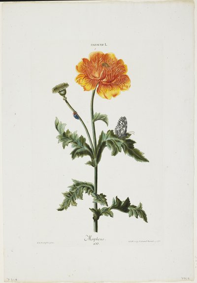 Papauer I. 106. Morpheus, från Hortus Nitidissimis, 1773 (handkolorerad gravyr) av Adam Louis Wirsing