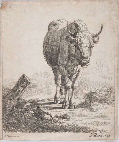 En ko, sedd framifrån, 1805. av Adam von Bartsch