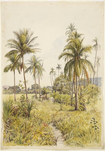 Palmer, Colima (akvarell) av Adela Breton