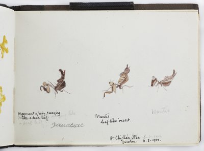 Skissbok med ritningar och anteckningar, Nord- och Sydamerika (inklusive Mexiko) av Adela Breton