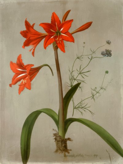 Amaryllis och Gilia av Adolf Senff