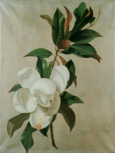 Magnolie av Adolf Senff