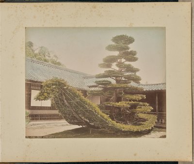 Tall, Kinkakuji av Adolfo Farsari