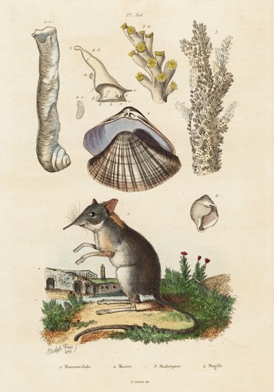 Elefantsmössa, mussla och koraller., 1834-1839 (gravyr) av Adolph (after) Fries