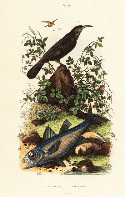 Gråkrönt babbel och svart kardinalfisk. av Adolph (after) Fries