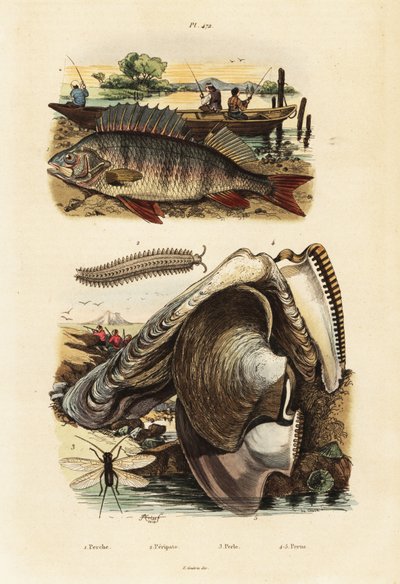 Abborre, pärlostron, sammetsmask och snörning., 1834-1839 (gravyr) av Adolph (after) Fries