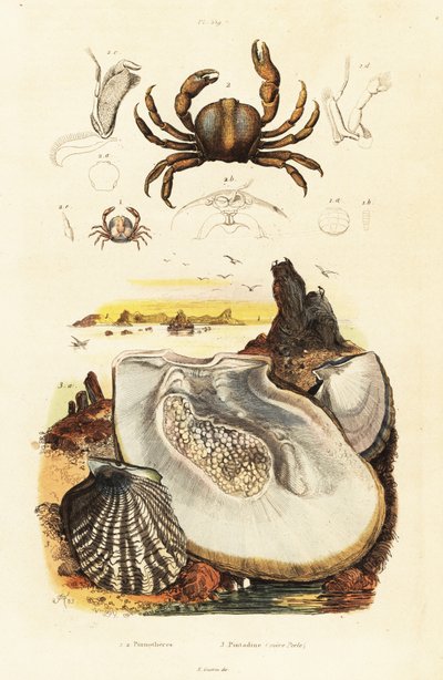 Nålkrabbor och pärlostron., 1834-1839 (gravyr) av Adolph (after) Fries