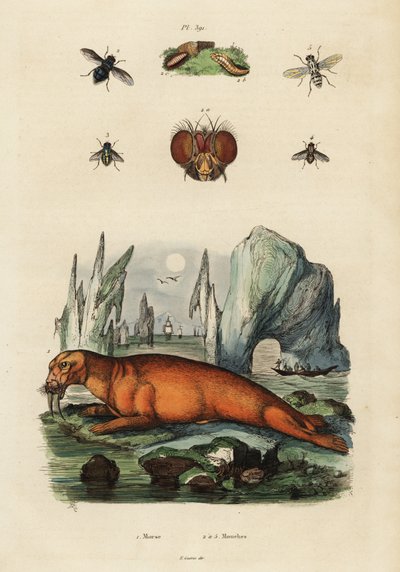 Valross och flugor. ,1834-1839 (gravyr) av Adolph (after) Fries