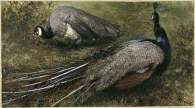 De två påfåglarna. Ur ”Barnalbumet” av Adolph Menzel