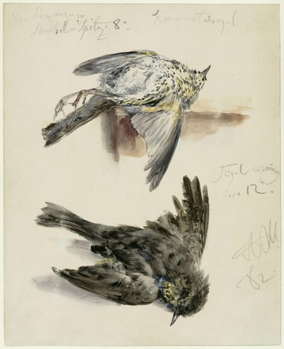 Död Krammetsfågel i två vyer av Adolph Menzel