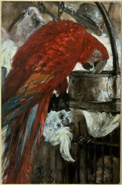 Ara och Kakadu av Adolph Menzel
