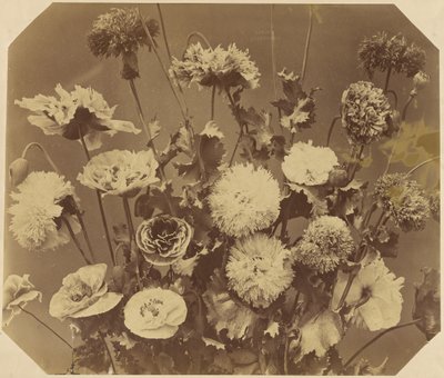 [Blommor] av Adolphe Braun