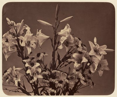 [Blommor] av Adolphe Braun