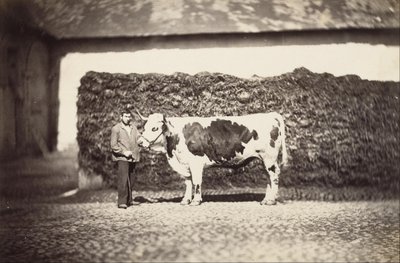 [Prize Bull] av Adolphe Braun