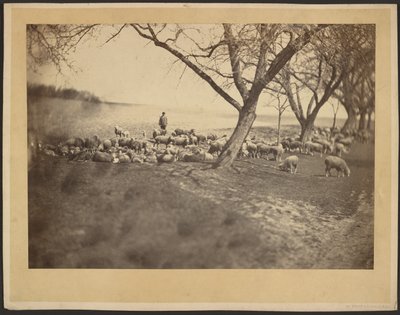[Herd och fårflock] av Adolphe Braun