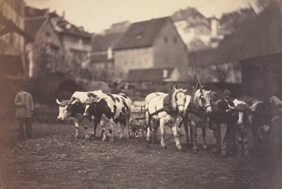 Namnlös (bondgårdsdjur) av Adolphe Braun
