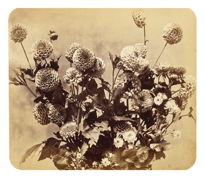 Utan titel, c. 1860 (albumintryck) av Adolphe Braun
