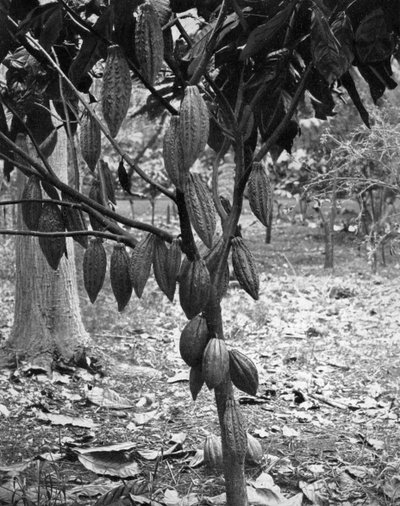 Kakaoträd, Jamaica, c1905. av Adolphe Duperly and Son