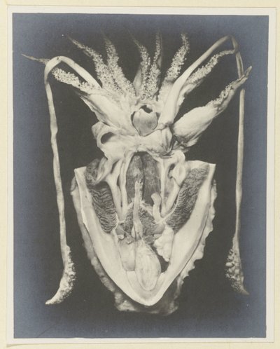 Anatomi av en bläckfisk Anatomie de la Seiche (titel på objekt) av Adolphe Louis Donnadieu