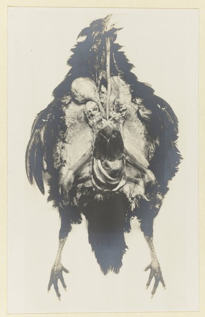 Anatomi av en kyckling Anatomy de la poule av Adolphe Louis Donnadieu