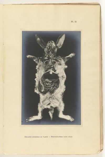Kanin uppskuren med organen synliga Organes internes du lapin -Photography dans l