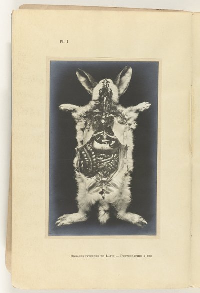 Kanin uppskuren med organen synliga Organes internes du lapin -Photography a sec av Adolphe Louis Donnadieu