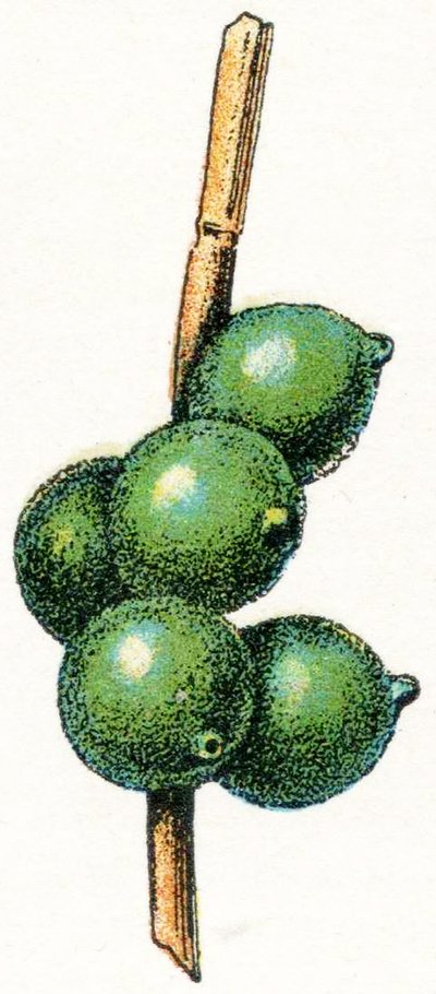 Bläckfisk ägg av Adolphe Philippe Millot
