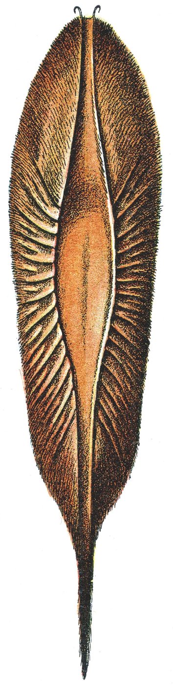 Äggfodral av en chimär av Adolphe Philippe Millot