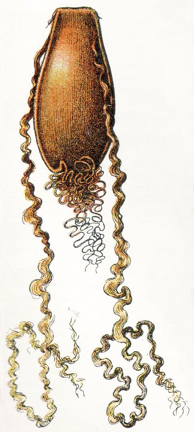 Äggfall av katthaj (Scyliorhinus), 1923 av Adolphe Philippe Millot