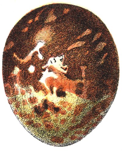 Ägg av en honungsvråk (Pernis apivorus), 1923 av Adolphe Philippe Millot
