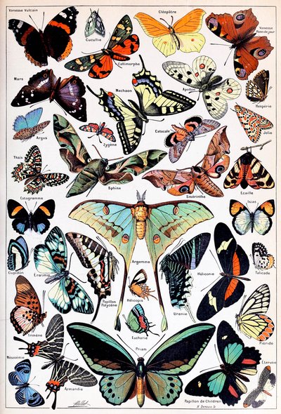 Illustration av fjärilar och malar c.1923 av Adolphe Philippe Millot
