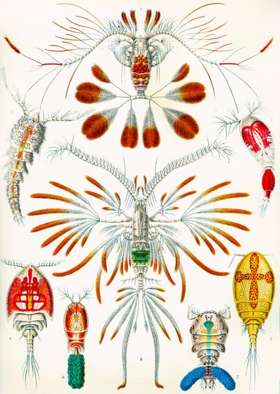 Illustration av Copepods, c.1909 av Adolphe Philippe Millot